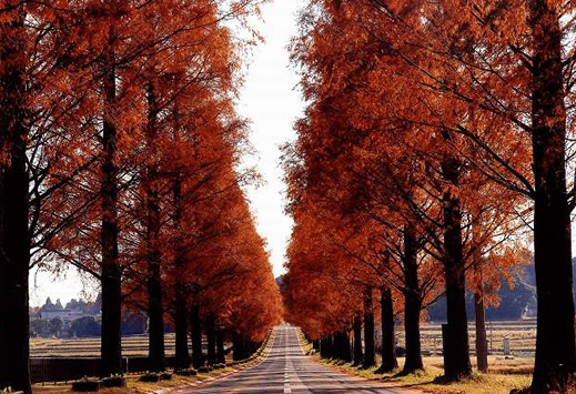 Straight Road With Trees.jpg